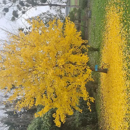 La Cassine * Taillant