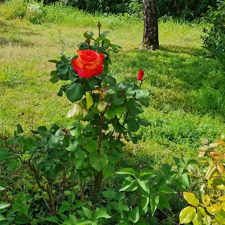 La Cassine * Taillant