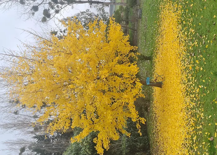 La Cassine * Taillant