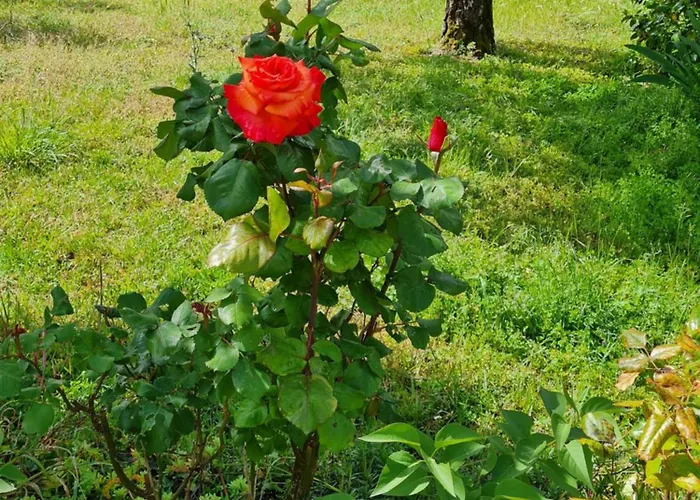 La Cassine * Taillant